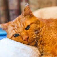 kedilerde-bobrek-yetmezligi