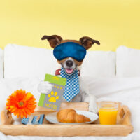 Pet Otel Ataşehir’de kedi ve köpek pansiyonu hizmetleriyle patili dostlarınız güvenli, hijyenik ve konforlu ortamda misafir edilir.